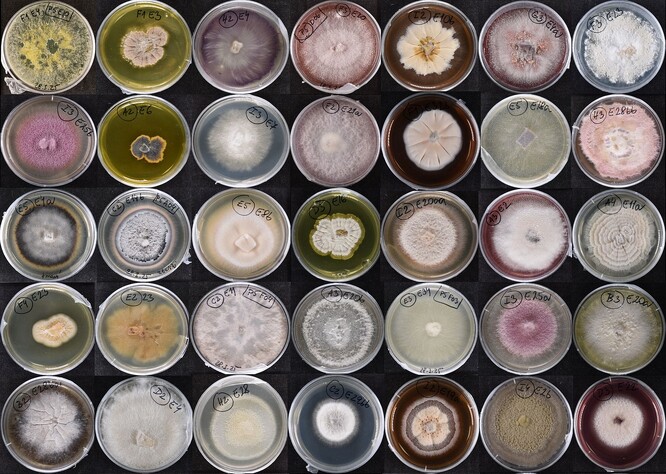 Mikroskopické houby izolované z kořenů rostlin v přírodě a kultivované na miskách v laboratoři.