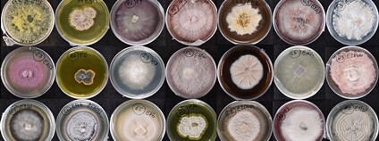 Mikroskopické houby izolované z kořenů rostlin v přírodě a kultivované na miskách v laboratoři. Foto. Zuzana Antalová Ústav experimentální botaniky AV ČR 4