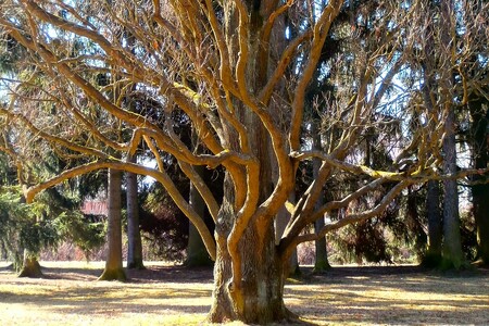 Václav Skalník byl český umělecký zahradník, botanik a představený Mariánských Lázní. V roce 1818 vypracoval pro Mariánské Lázně plán terénních a sadových úprav, v jehož centru se nacházel park, kolem kterého pak komponoval zástavbu. Ilustrační foto stromu v Mariánských lázních.