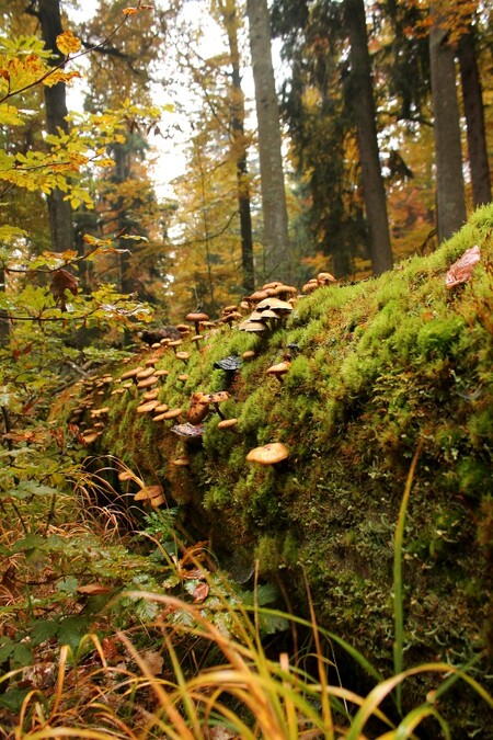 Podle Schuberta schválená novela otevírá Šumavu pro vyvolené a uzavírá rozsáhlé oblasti pro úpravu běžkařských tratí. V budoucí přírodní zóně, která má tvořit 50 procent parku, nelze vyznačovat nové turistické trasy.