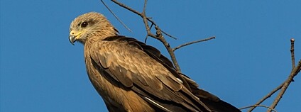 Luňák hnědý Foto: Geoff Whalan Flickr