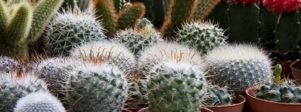 Foto: liqionary / Pixabay