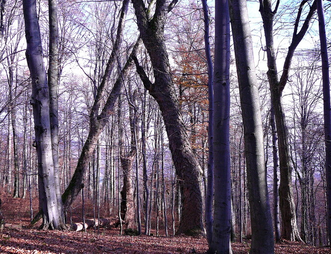 Národní přírodní rezervace Mionší chrání rozsáhlý prales jehličnatých i listnatých stromů v Beskydech. Rozloha rezervace je bezmála 170 hektarů, čímž se Mionší řadí mezi největší pralesy v České republice.