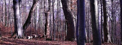 Mionší Foto: Lesy ČR