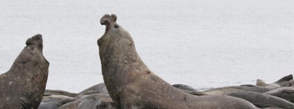 Rypouš sloní Fioto: Brendan Ryan Flickr