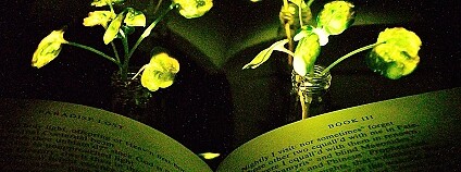 Foto: Seon-Yeong Kwak / MIT