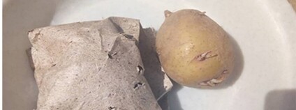 Pytlík z banánovníků jako ochrana brambor Foto: NC State News