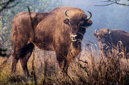 V dobách, kdy bylo zubrů málo, komunikoval každý chovatel přímo s centrálou v Polsku. Jak ale v chovech i volně žijících populacích zubrů přibývá, stává se pro celosvětovou centrálu přímá koordinace chovů v jednotlivých zemích stále obtížnější