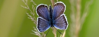 Foto: Michal Köpping / Česká krajina