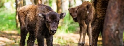 foto: Michal Köpping / Česká krajina