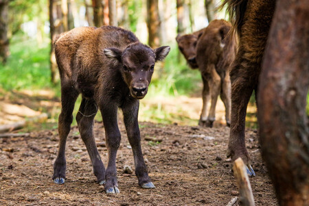 Ve čtvrtek večer ochránci zvířat na pastvině nedaleko Benátek poprvé pozorovali další dvě mláďata (na obrázku). Aktuálně tak počet zubrů v rezervaci dosáhl 21.