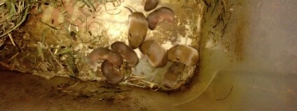 Foto: Karel Zvářal