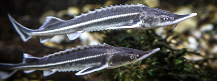 Foto: Christian Houdek / PID