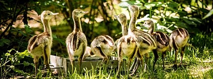 Nandu pampový v Zoo ostrava Foto: M. Vlčková Zoo Ostrava