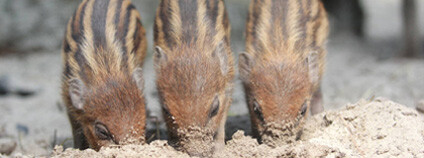 Foto:  Pavel Vlček / ZOO Ostrava