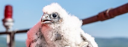 Sokolí mládě na komíně Foto: Orlen Unipetrol