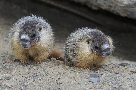 "Věřím, že tyto myšlenky platí nejen v populacích sviště,“ říká biolog Blumstein. Na obrázku mláďata sviště žlutobřichého.