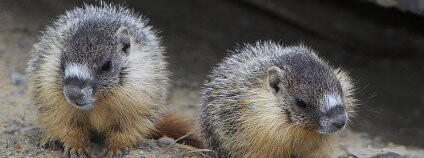 Sviště v Coloradu vědci studovali už od roku 1962. Foto: Alan Vernon / Flickr.com