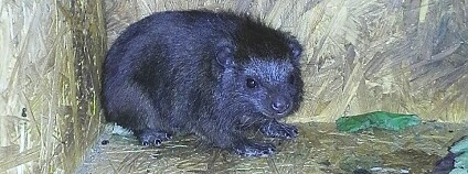 foto: J.Čížková / Zoo Ostrava