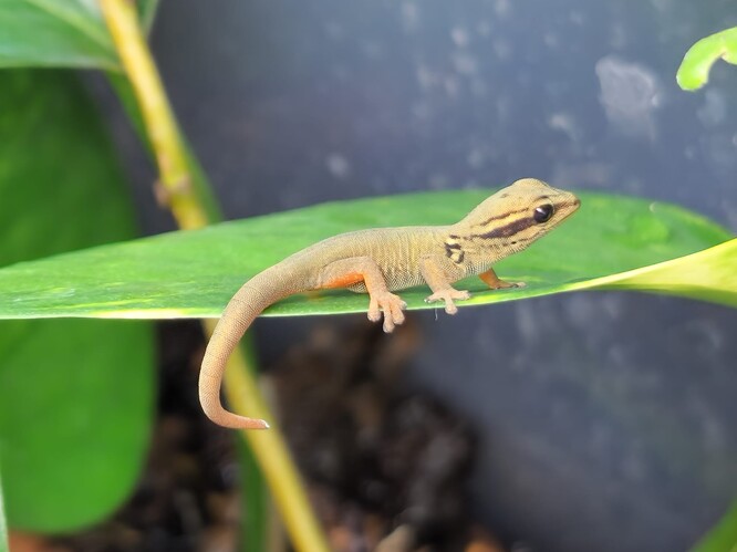 Mládě gekona modrého.