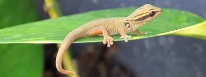 Mládě gekona modrého. Foto: J. Bono Zoo Ostrava