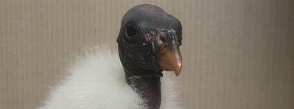 Pár kondorů královských pečuje v ostravské zoologické zahradě o své sedmé mládě Foto: K. Nováčková Zoo Ostrava