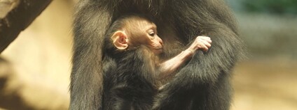 Rodina makaků lvích v Zoo Ostrava se úspěšně rozrůstá Foto: Enrico Gombala Zoo Ostrava