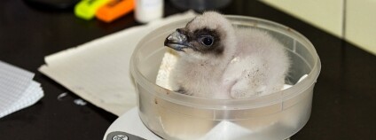 Foto: Pavel Vlček / Zoo Ostrava