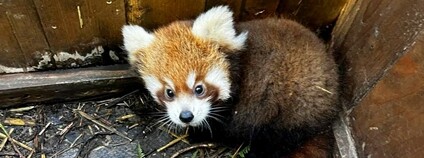 Mládě pandy červené Foto: Y. Svobodová Zoo Ostrava