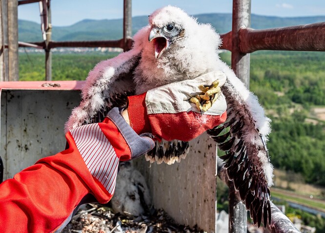 Právě v průmyslových areálech se ohroženému dravci velmi daří, na komínech je při hnízdění nikdo neruší.