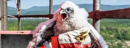 Sokolí mládě na komíně teplárny litvínovské rafinerie skupiny ORLEN Unipetrol Foto: ORLEN Unipetrol