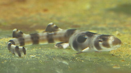 Vylíhlí žralůčci měří asi 14 cm a jsou věrnou napodobeninou dospělého jedince. Žralůček okatý dorůstá délky jen okolo 1 m. Celkem se v ostravské zoo podařilo od roku 2013, kdy se žralůčci poprvé rozmnožili, odchovat už 22 mláďat. / Na obrázku 7denní mládě žralůčka okatého