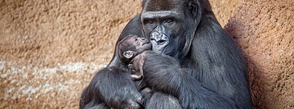 V Zoo Praha narodilo gorilí mládě. Jeho matkou je Duni Foto: Miroslav Bobek Zoo Praha