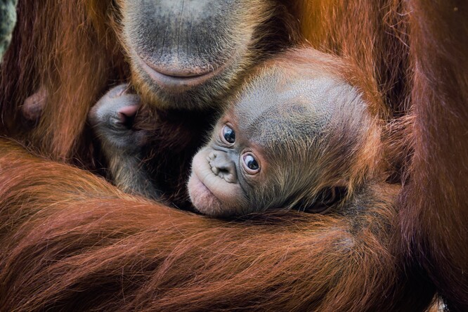 Měsíční sameček orangutana sumaterského v náruči své matky, jedenáctileté samice Diri. Jméno Harapan budou chovatelé zkracovat na Harry a výhodou je, že se zvukově nepodobá ostatním jménům orangutanů chovaných v pražské zoo.