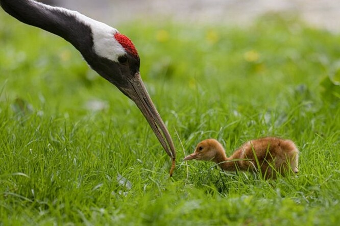 Rodiči dvou ptáčat jeřába mandžuského je Albert a Amálka. Kurátor ptáků Antonín Vaidl uvedl, že jejich původ je vzácný. Albert pochází z japonské zoo Saitama a Amálka je z Pekingu a je od roku 1998 nejdéle žijícím jeřábem mandžuským v pražské zahradě.