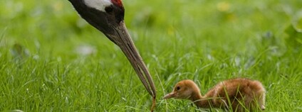 Mládě jeřába mandžuského Foto: Petr Hamerník Zoo Praha