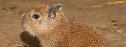 Mládě kapybary v plzeňské zoo Foto: K. Misíková FB Zoo Plzeň