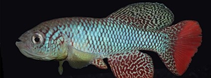 Mladé a staré ryby ve výzkumu halančíka tyrkysového