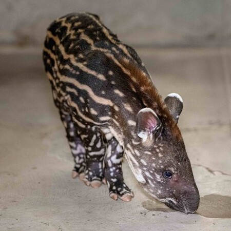 Malý tapír, starý týden, se do výběhu poprvé podívá v případě dobrého počasí v sobotu. Ale jen krátkou dobu.