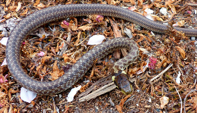 Mládě užovky stromové v nově popsané lokalitě je důkazem reprodukční schopnosti místní populace. (foto: