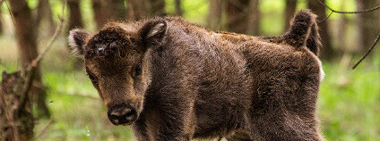 Zubří mládě v Milovicích Foto: Michal Köpping / Česká krajina