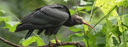 Ibis skalní Foto: Zoo Ostrava