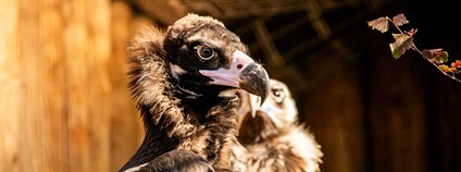 Mladý sup hnědý. Foto: M. Vlčková Zoo Ostrava