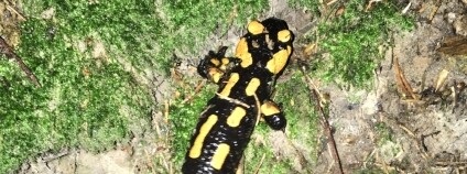 foto:  Spolek Náš domov / Calla