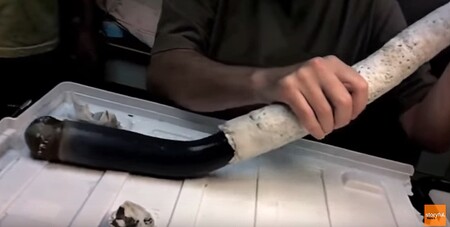 Vědci na Filipínách našli poprvé živý exemplář vzácného mořského mlže Kuphus polythalamia, ale je známý přinejmenším dvě stě let.