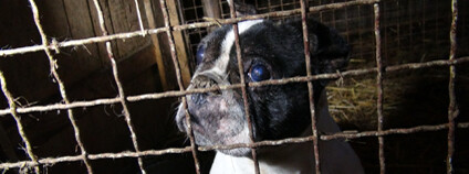 Foto: OBRAZ - Obránci zvířat