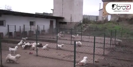 Množírna psů v Podolance.