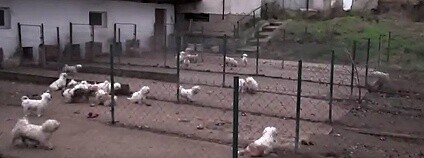 Foto: OBRAZ - Obránci zvířat