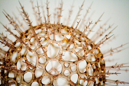 „Zásadní otázkou pro nás bylo, odkud se nové viry berou. Nerozumíme totiž ještě úplně mechanismu genové výměny," říká Roger Hendrix. Na obrázku model viru.