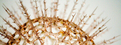 Model viru Foto: Tom Thai / Flickr.com